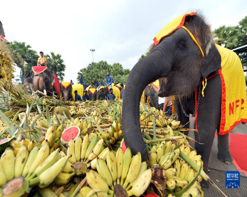   泰国大象日：大象吃自助