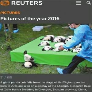 熊猫宝宝不慎摔跤 摔成了“世界最佳照片”(图)