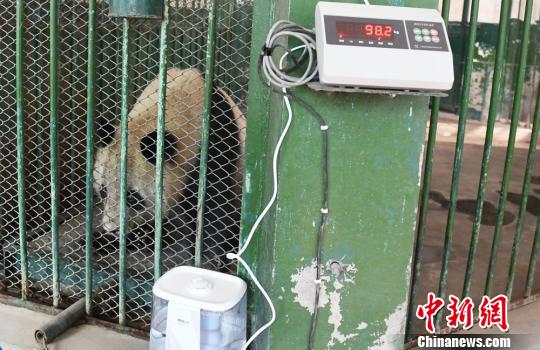 探访兰州大熊猫“蜀兰”：体重正常无网传“不适”