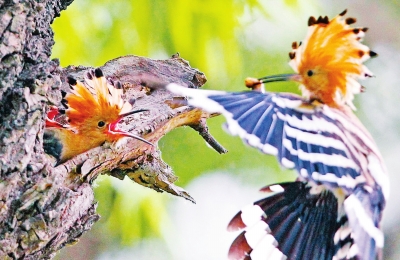 郑州有两个闻名全国的鸟群拍摄地 吸引众多摄影者