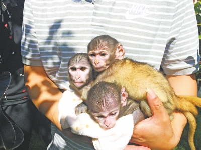 郑州动物园3只赤猴先后产3只宝宝 认错孩子上演“夺子大战”
