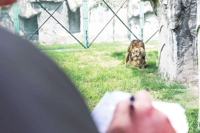 近距离体验：看动物园饲养员怎么养狮子老虎