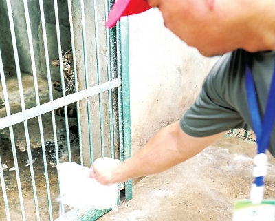 近距离体验：看动物园饲养员怎么养狮子老虎